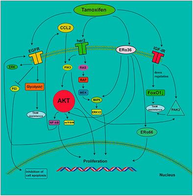 Progress in the Understanding of the Mechanism of Tamoxifen Resistance in Breast Cancer